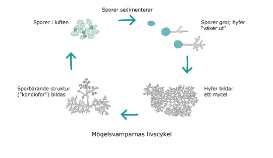 Mikroorganismer