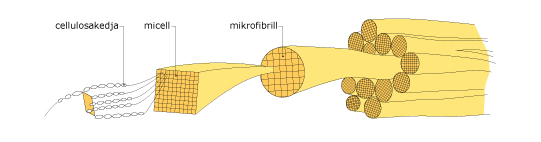 Cellstruktur